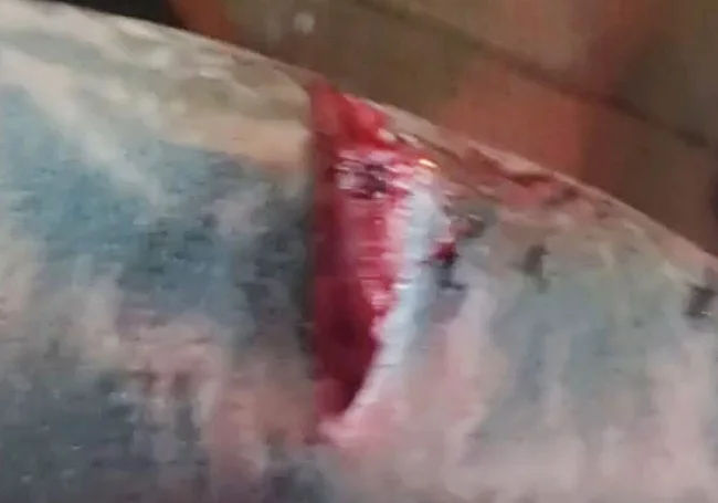 圖片來源:SUR 圖片來源:SUR