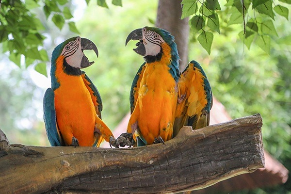 圖片： 上海野生動物園
