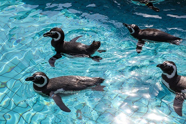 圖片： 上海野生動物園