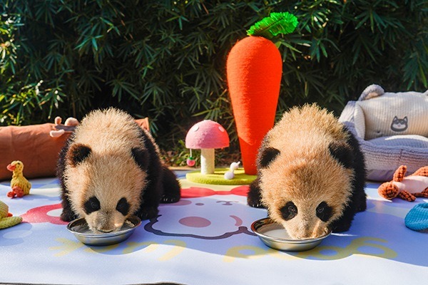 2026馬年內地免費旅遊攻略！15大熱門景區港人憑證件及「馬」字免費入場 