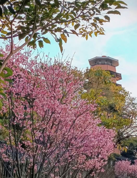 2026香港櫻花大爆發！全港8大「賞櫻秘境」粉紅綻放、機場/馬鞍山百棵花海 附交通攻略