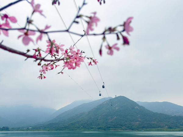2026香港櫻花大爆發！全港8大「賞櫻秘境」粉紅綻放、機場/馬鞍山百棵花海 附交通攻略