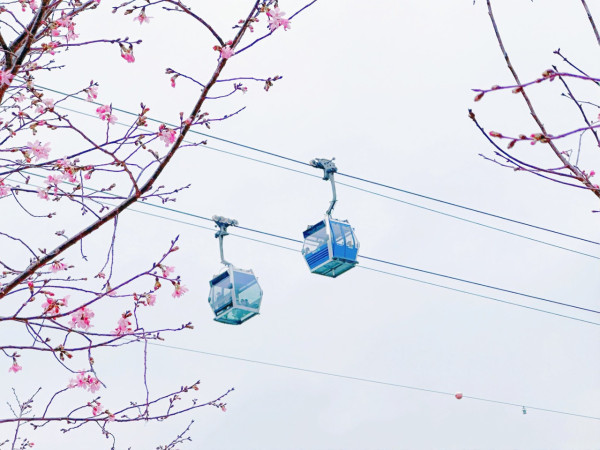 2026香港櫻花大爆發！全港8大「賞櫻秘境」粉紅綻放、機場/馬鞍山百棵花海 附交通攻略