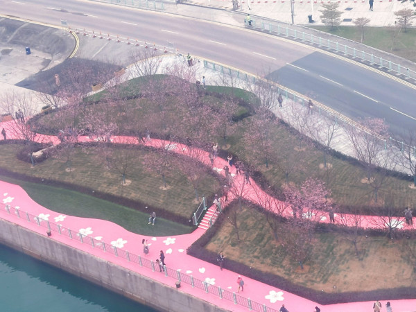 2026香港櫻花大爆發！全港8大「賞櫻秘境」粉紅綻放、機場/馬鞍山百棵花海 附交通攻略