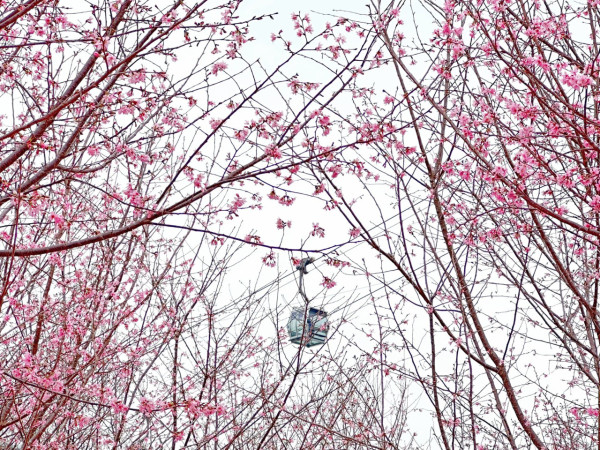 2026香港櫻花大爆發！全港8大「賞櫻秘境」粉紅綻放、機場/馬鞍山百棵花海 附交通攻略