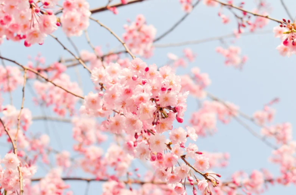 2026香港櫻花大爆發！全港8大「賞櫻秘境」粉紅綻放、機場/馬鞍山百棵花海 附交通攻略