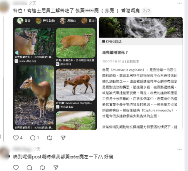 迪士尼樂園外圍驚現「恐怖白骨」？愛犬尋寶疑見殘骸？網民：嚇到心都離一離