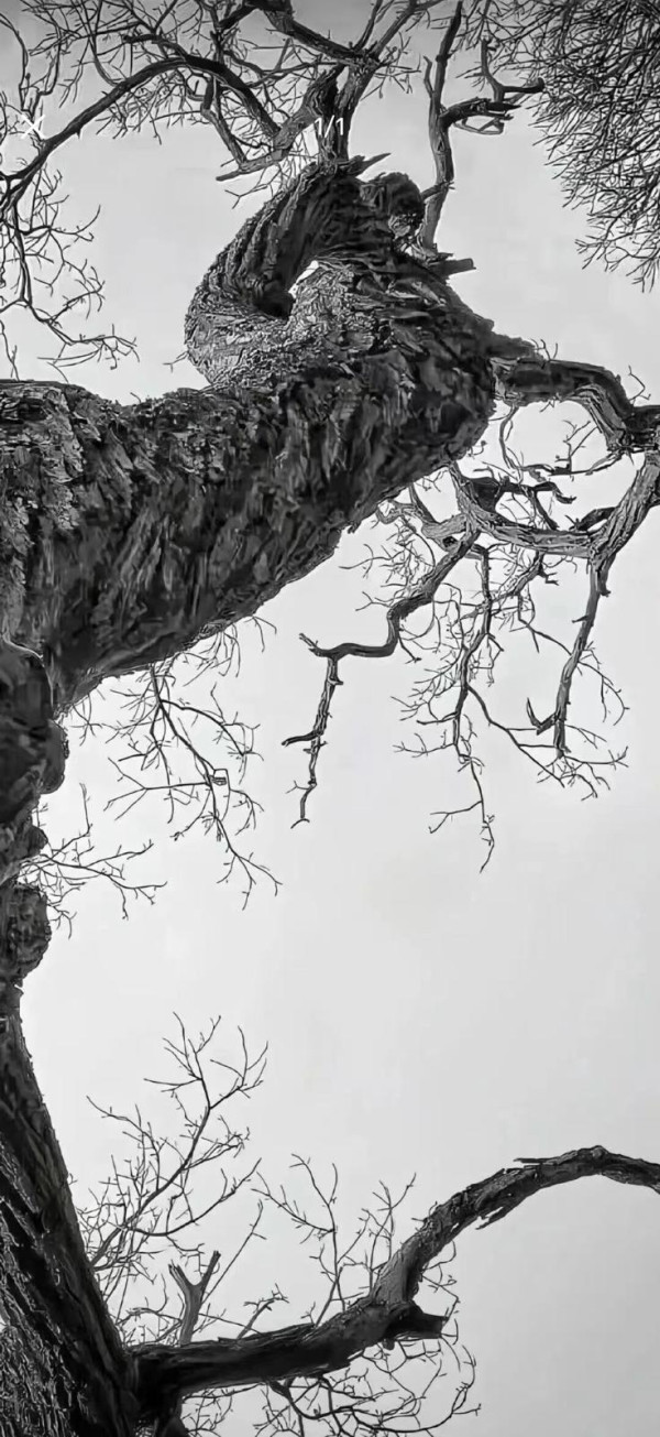 開年必睇｜手機 Wallpaper 亂用或致「漏財」？開年必換 4 類好運背景【即睇「吸運黑名單」】