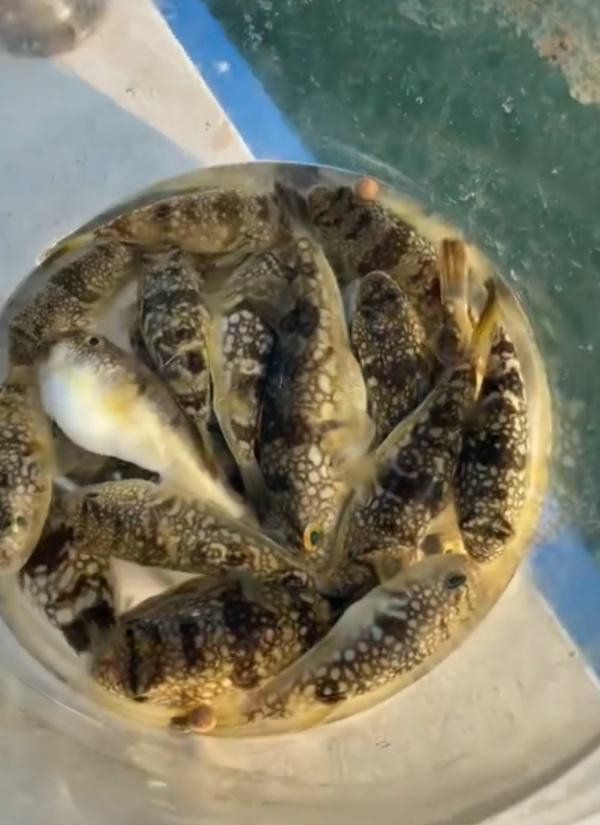 照片來源：小紅書@（桂山岛）士力架