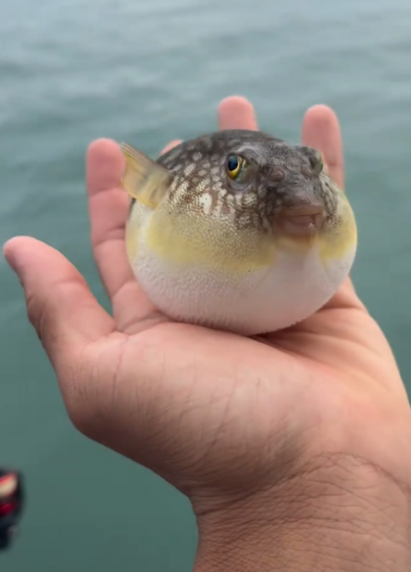 照片來源：小紅書@（桂山岛）士力架