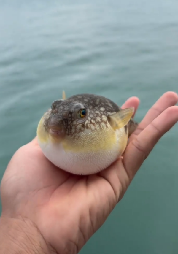 照片來源：小紅書@（桂山岛）士力架