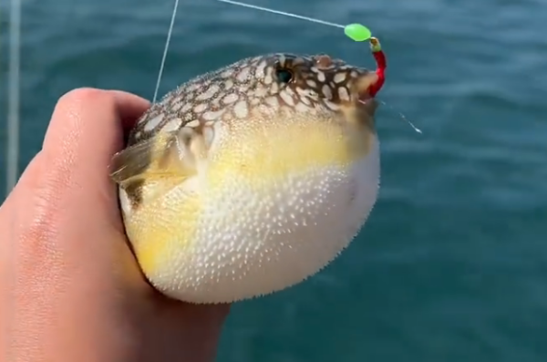 照片來源：小紅書@玩转珠海零姐姐