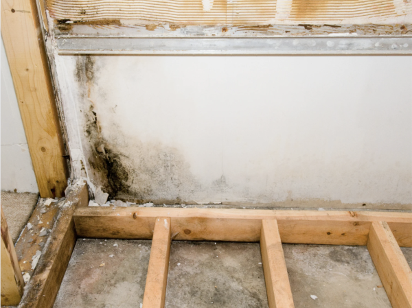 冬天唔見曱甴以為絕跡？專家揭3大黑點分分鐘同你瞓！「回南天」隨時大爆發