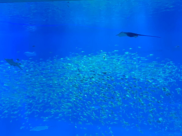 花開花謝@小紅書