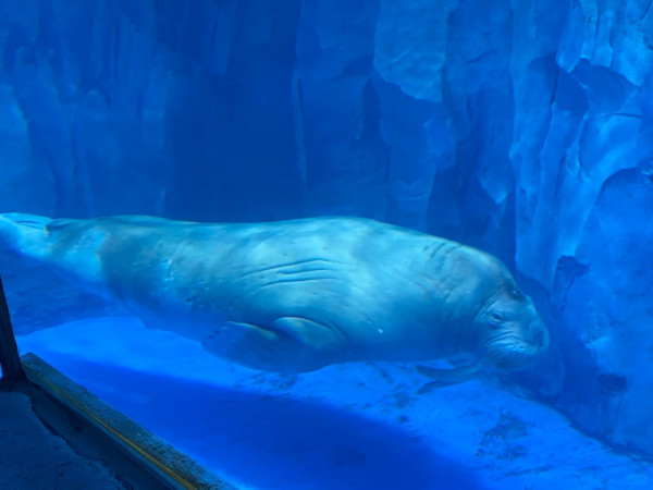 花開花謝@小紅書