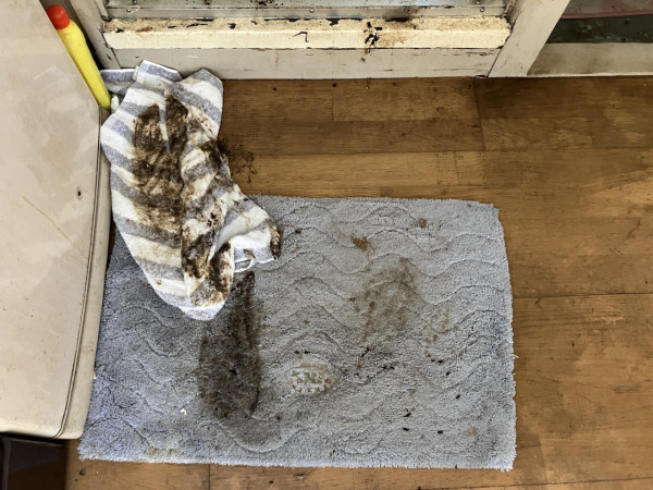 回南天牆身爆怪蟲？潮濕惹9大昆蟲瘋狂產卵 專家警告亂用「1款神物」傷呼吸道