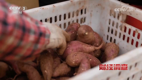 央視踢爆「毒番薯」流入全國！含劇毒藥藥 農戶自爆：一口都不敢吃！專家教4招分辨揀番薯