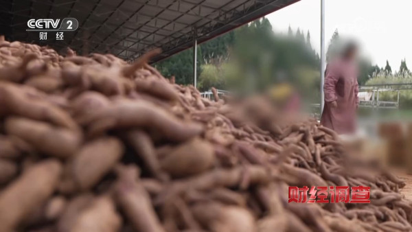 央視踢爆「毒番薯」流入全國！含劇毒藥藥 農戶自爆：一口都不敢吃！專家教4招分辨揀番薯