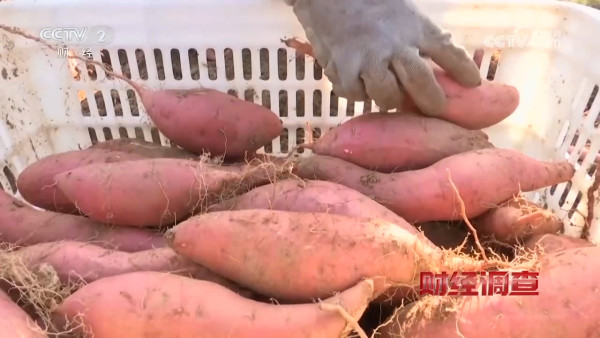 央視踢爆「毒番薯」流入全國！含劇毒藥藥 農戶自爆：一口都不敢吃！專家教4招分辨揀番薯