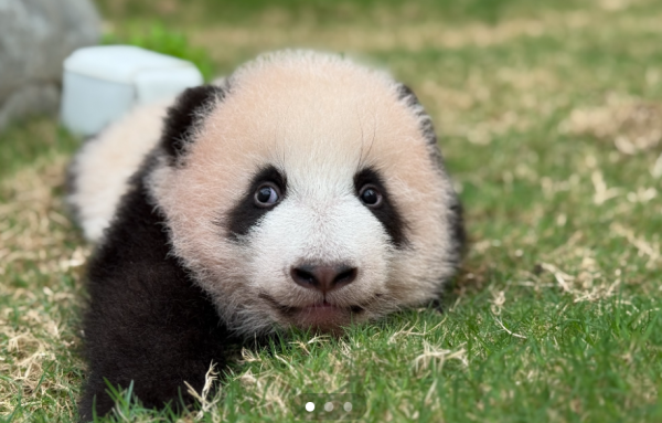 海洋公園門票低至半價！$538入園2次 平均每次$269暢玩！必去Sanrio Characters見面會