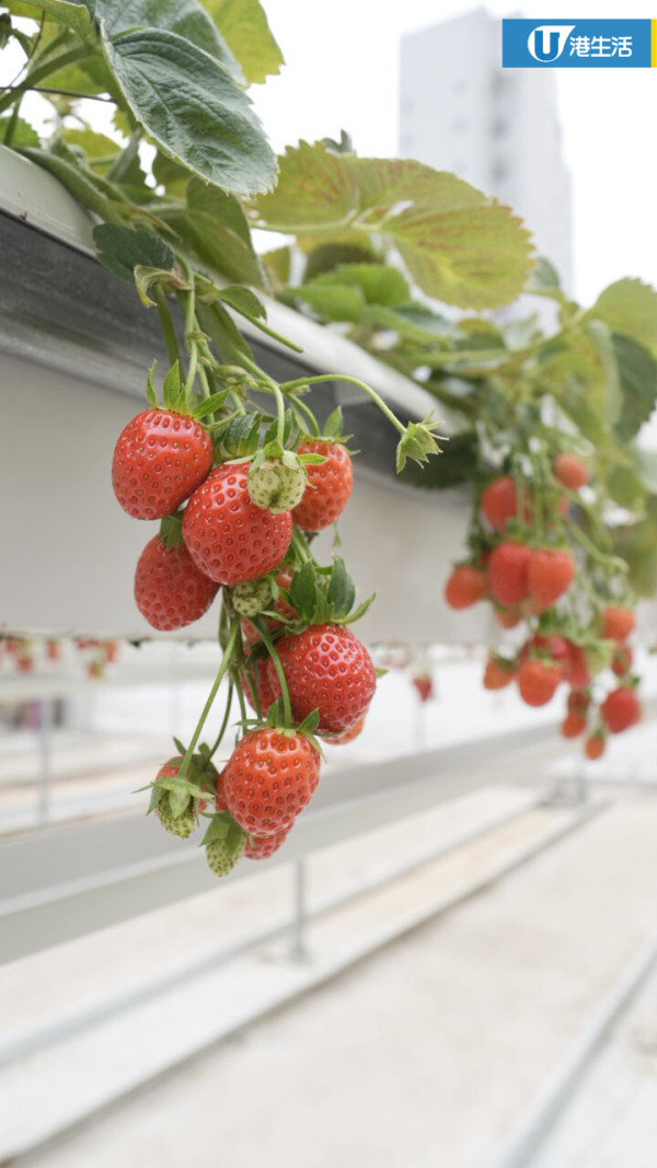 90後拍檔創業做農夫？豪擲6位數由零自學  創全港首個天台士多啤梨場