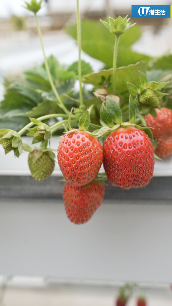 90後拍檔創業做農夫？豪擲6位數由零自學  創全港首個天台士多啤梨場