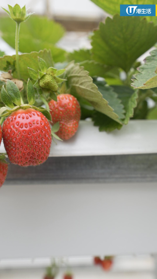 90後拍檔創業做農夫？豪擲6位數由零自學  創全港首個天台士多啤梨場