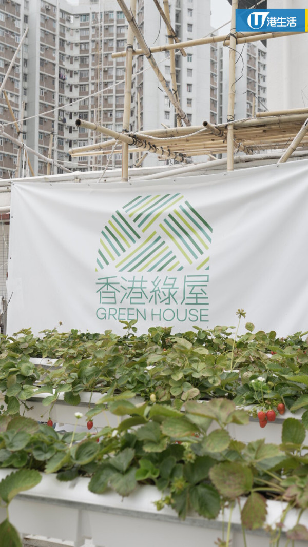 90後拍檔創業做農夫？豪擲6位數由零自學  創全港首個天台士多啤梨場