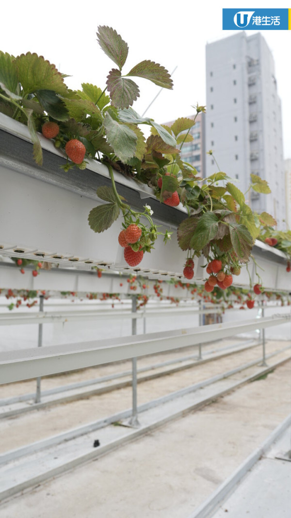 90後拍檔創業做農夫？豪擲6位數由零自學  創全港首個天台士多啤梨場