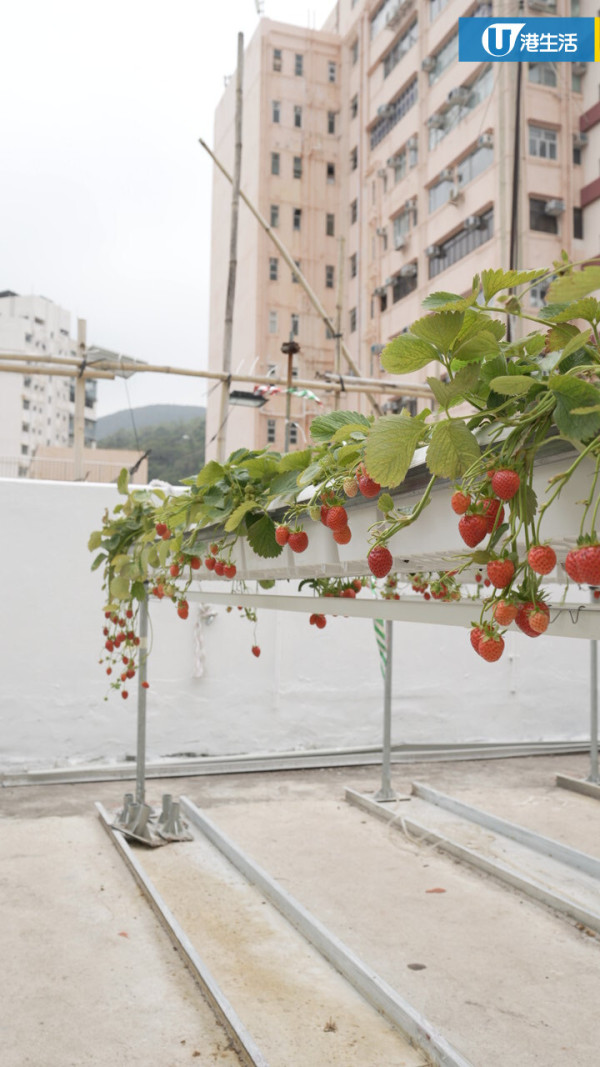 90後拍檔創業做農夫？豪擲6位數由零自學  創全港首個天台士多啤梨場