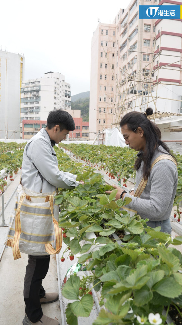 90後拍檔創業做農夫？豪擲6位數由零自學  創全港首個天台士多啤梨場
