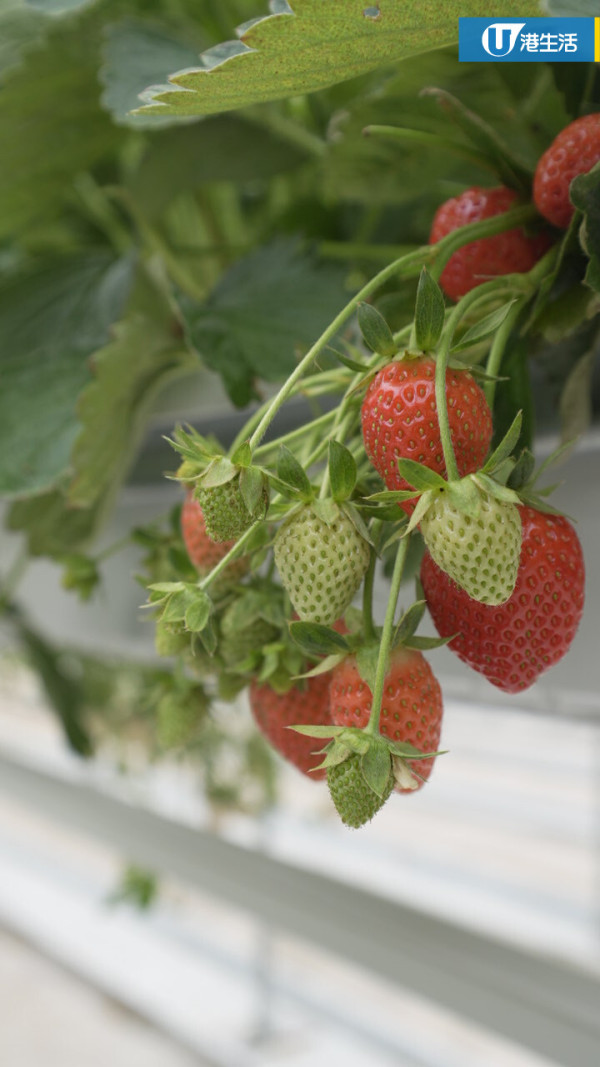 90後拍檔創業做農夫？豪擲6位數由零自學  創全港首個天台士多啤梨場