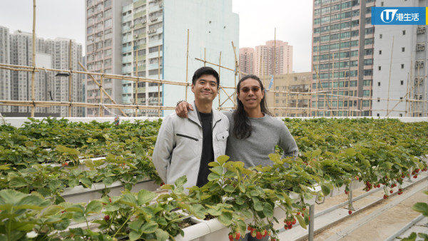 90後拍檔創業做農夫？豪擲6位數由零自學  創全港首個天台士多啤梨場