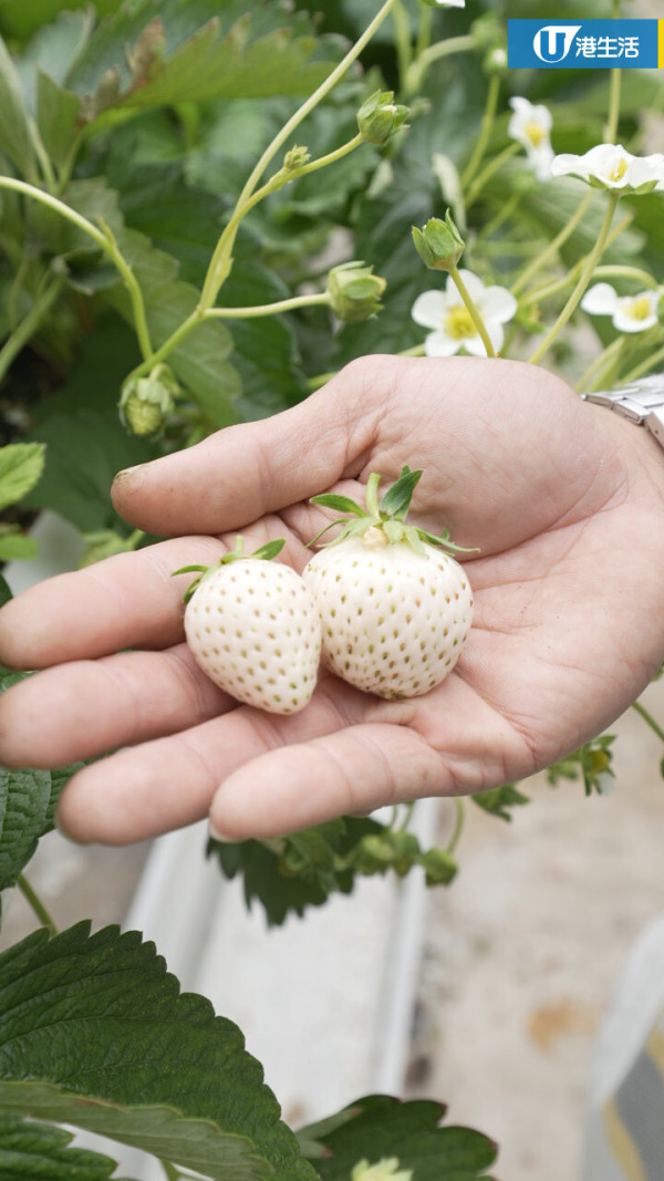 90後拍檔創業做農夫？豪擲6位數由零自學  創全港首個天台士多啤梨場