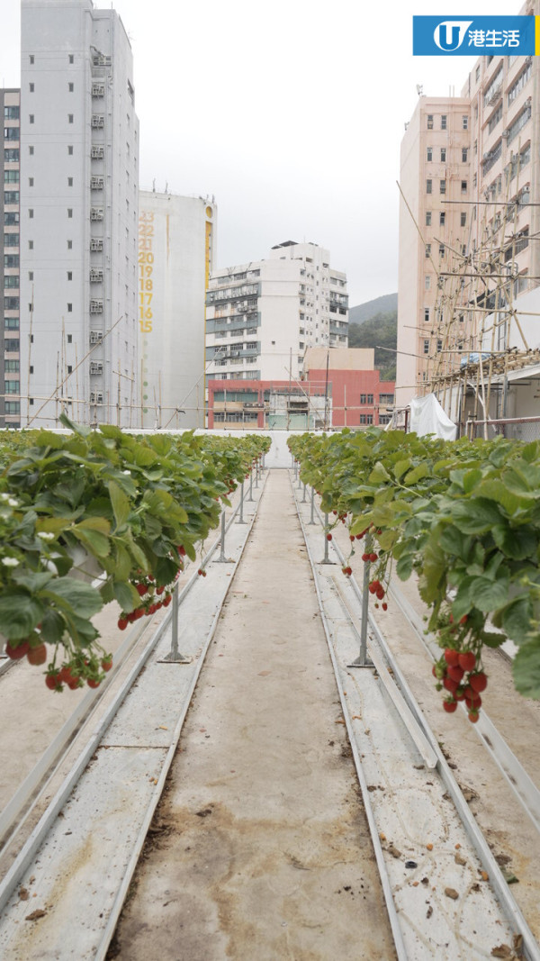 90後拍檔創業做農夫？豪擲6位數由零自學  創全港首個天台士多啤梨場