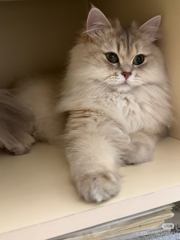 照片來源：小紅書@蘭花芷國風·美甲美睫（崗廈店）