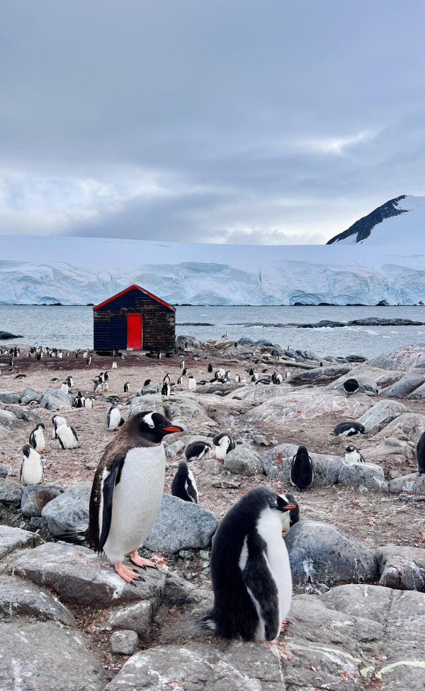 蘇玉華潘燦良展四個月南半球之旅 闖南極睇企鵝讚嘆旅程：一天比一天精彩 