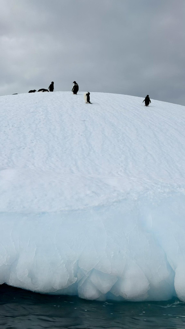 蘇玉華潘燦良展四個月南半球之旅 闖南極睇企鵝讚嘆旅程：一天比一天精彩 