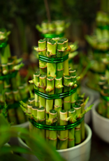 百合/水仙全屋都係毒？動物機構推介2款「年花」靚又無毒！附貓狗誤食急救方法