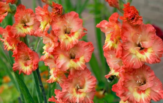 百合/水仙全屋都係毒？動物機構推介2款「年花」靚又無毒！附貓狗誤食急救方法