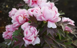 百合/水仙全屋都係毒？動物機構推介2款「年花」靚又無毒！附貓狗誤食急救方法