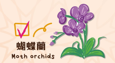 百合/水仙全屋都係毒？動物機構推介2款「年花」靚又無毒！附貓狗誤食急救方法