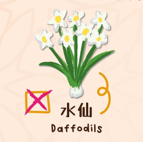 百合/水仙全屋都係毒？動物機構推介2款「年花」靚又無毒！附貓狗誤食急救方法