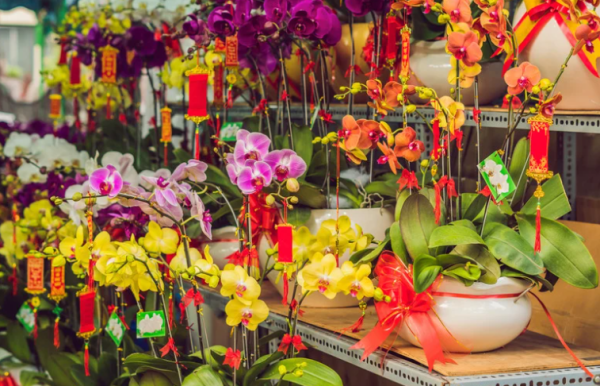 百合/水仙全屋都係毒？動物機構推介2款「年花」靚又無毒！附貓狗誤食急救方法