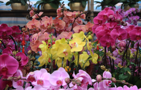 百合/水仙全屋都係毒？動物機構推介2款「年花」靚又無毒！附貓狗誤食急救方法