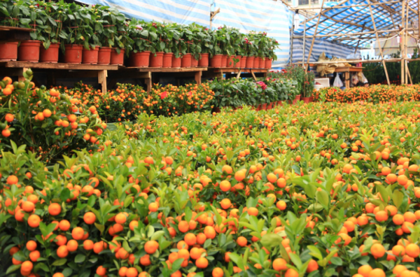 百合/水仙全屋都係毒？動物機構推介2款「年花」靚又無毒！附貓狗誤食急救方法