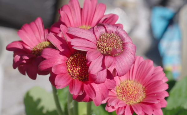 百合/水仙全屋都係毒？動物機構推介2款「年花」靚又無毒！附貓狗誤食急救方法