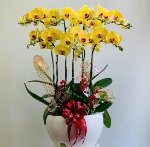 百合/水仙全屋都係毒？動物機構推介2款「年花」靚又無毒！附貓狗誤食急救方法