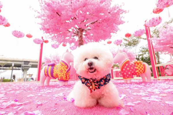 北角海濱「花見春之園」（相片由主辦單位提供）