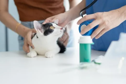 百合/水仙全屋都係毒？動物機構推介2款「年花」靚又無毒！附貓狗誤食急救方法